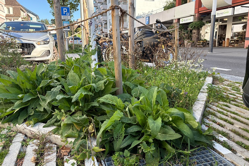 Sanierung Mittelzone, Horw