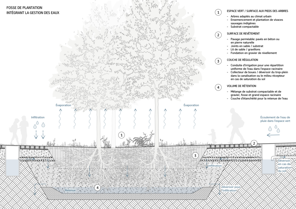 Fosse de plantation intégrant la gestion des eaux, Köniz