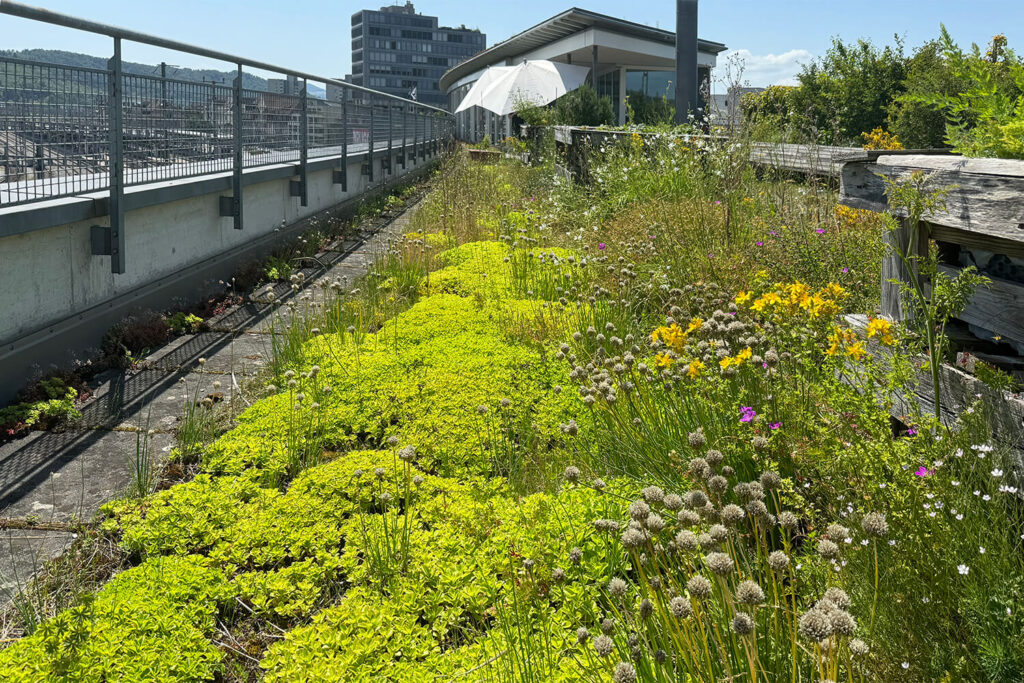 Metron und die Bienen und die Blumen: Gelebte Biodiversität im Büroalltag